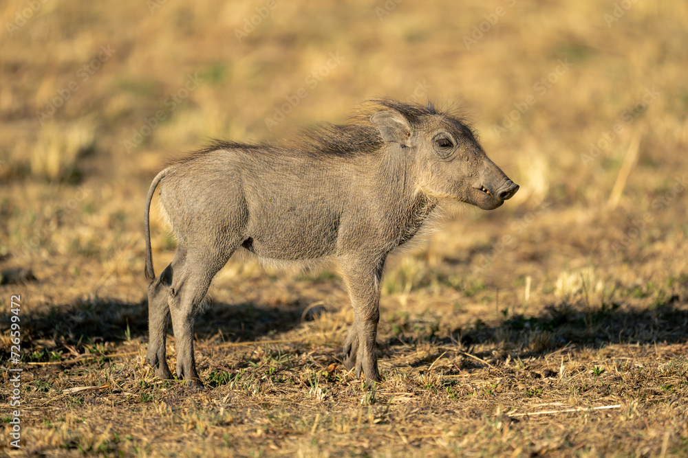 Common warthog piglet stands staring in sunshine Common warthog piglet stands staring in sunshine