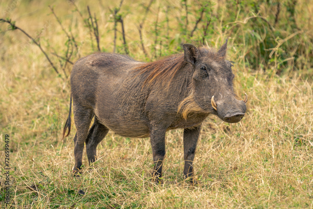 Common warthog stands near bush watching camera Common warthog stands near bush watching camera