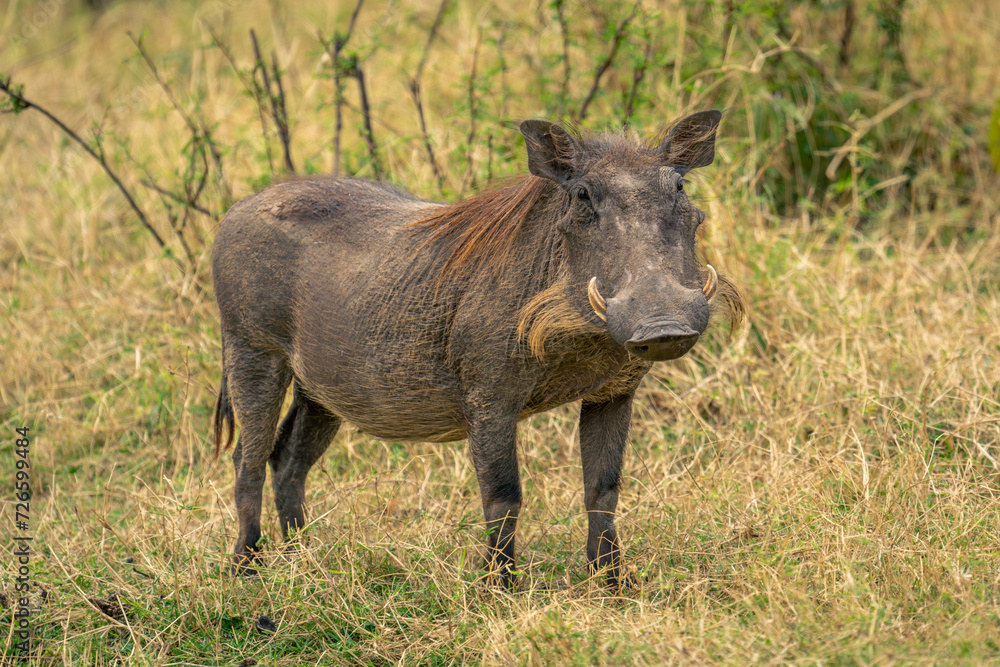 Common warthog stands in savannah watching camera Common warthog stands in savannah watching camera