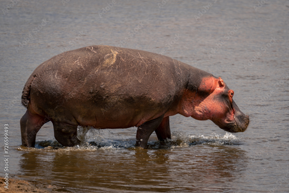 Common hippopotamus walks through shallows in sunshine Common hippopotamus walks through shallows in sunshine