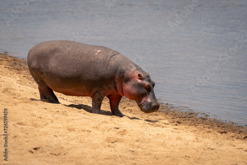 Photography Common hippopotamus walks on riverbank in sunshine