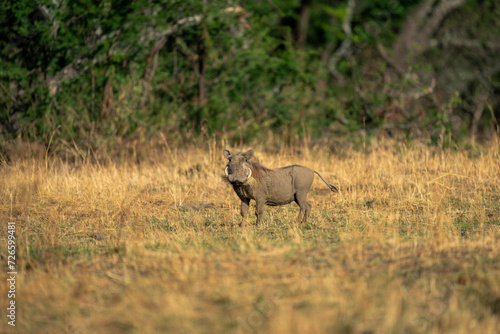 Common warthog stands watching camera in grassland