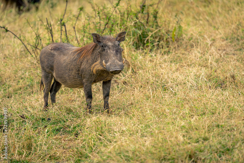 Common warthog standing in grass watching camera