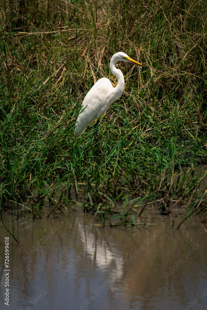 Obraz premium Great egret in grass reflected in water
