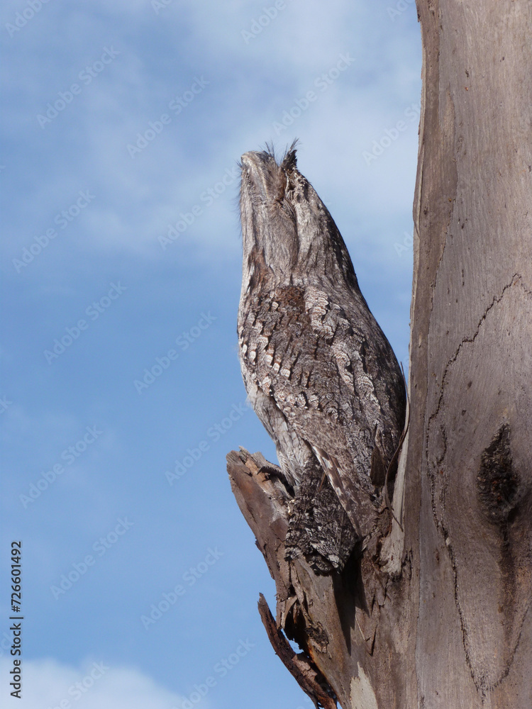 Tawny frogmouth bird camouflaged against tree branch stump Stock Photo ...