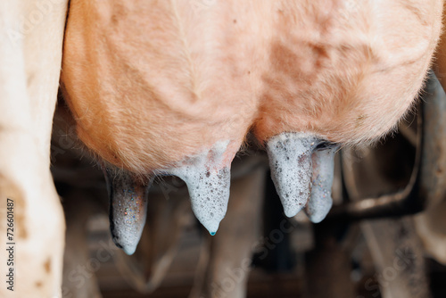 Obraz na płótnie Closeup iodine on cow udder for disinfection and health care vs mastitis