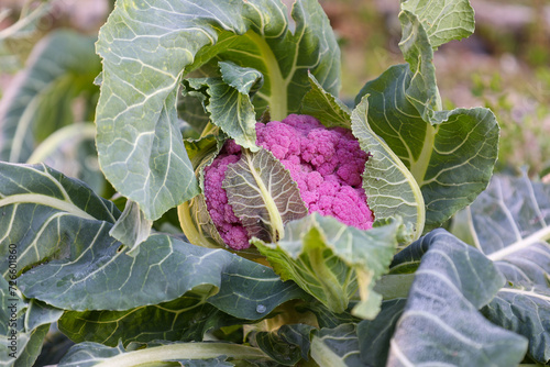 purple cauliflower and green leaves in nature