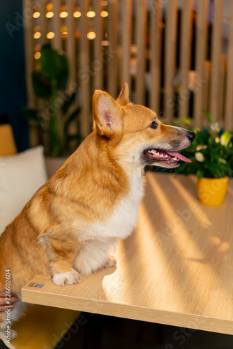 very cute little red corgi sitting leaning on one hundred cozy gathering in cafe morning breakfast