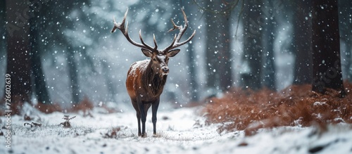 Stag walking in snowy forest during winter © AkuAku