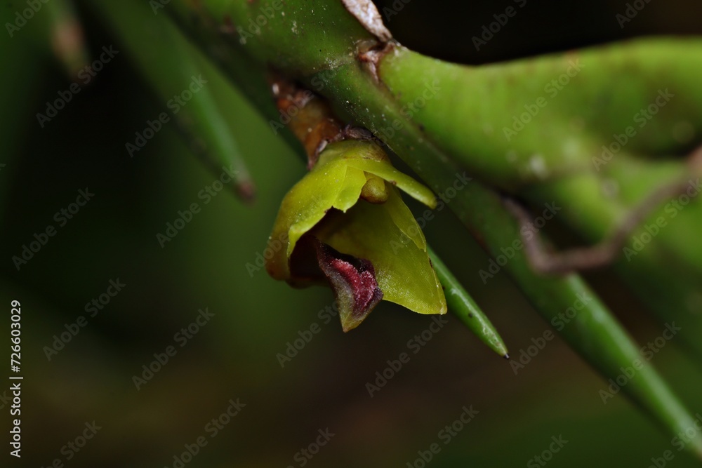 Close up of Dendrobium flower from Indonesian New Guinae Close up of Dendrobium flower from Indonesian New Guinae