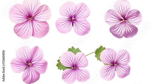 Geraniums Set - Digital 3D Art with Transparent Background, Perfect for Creating Fresh and Vibrant Garden Designs and Floral Compositions. © Sunanta