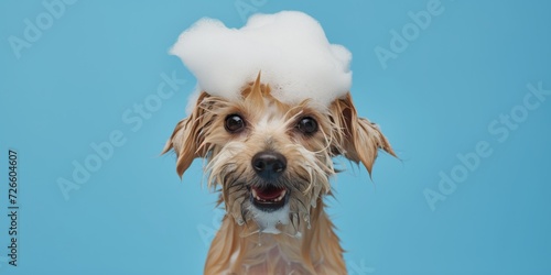 Wet puppy dog taking bath with soap bubble foam on head, banner