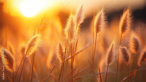 Picturesque Field of Tall Grass in Afternoon Light - Nature's Radiant Scene © Irfanan