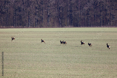 A herd of roe deer running away from danger