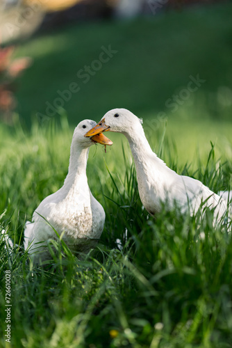 Free range ducks in green grass