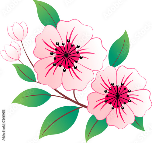 Pink flowers isolated. These are sakura blossoms on a transparent background