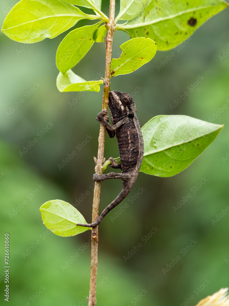 Winziges junges Chamäleon klettert an einer Pflanze empor