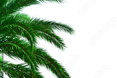 Natural coconut palm branches isolated on white background. Realistic green palm leaves in PNG. Tropical plants of green leaf 