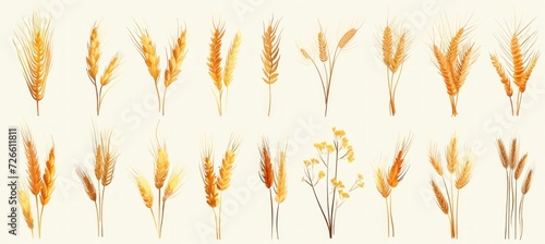 Ears of wheat