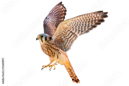American Kestrel (Falco sparverius) High Resolution Photo, on a Transparent PNG Background