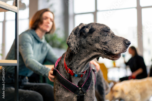 close up portrait of a merle-colored Great Dane dog in a cafe with his owner love for pets