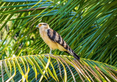 Gavião carrapateiro, Milvago chimachima. The Yellow-headed Caracara   is a falconiform bird in the family Falconidae.
