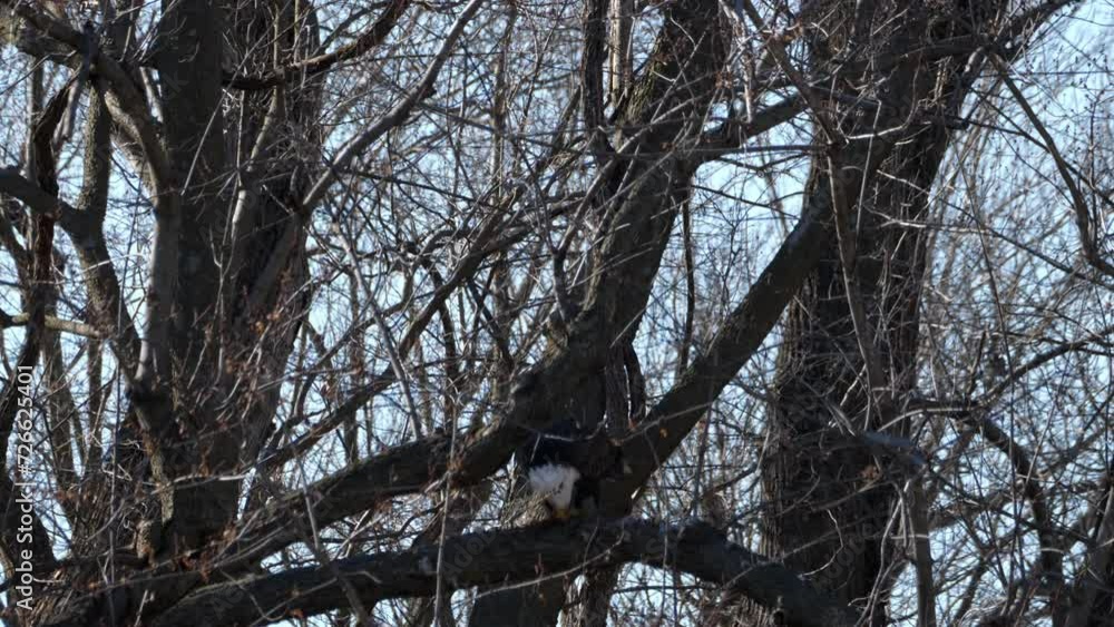 American Bald Eagles Migrate Through Missouri American Bald Eagles Migrate Through Missouri