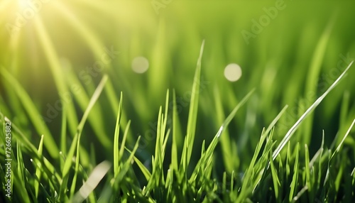 Green grass with dew close-up 