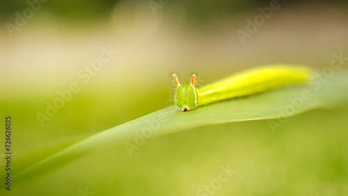 Melanitis leda – Common Evening Brown caterpillar photo