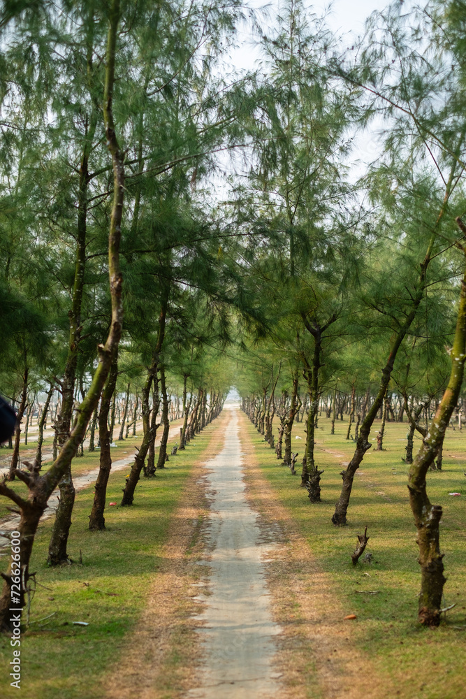 Fototapeta premium Path in the forest of jhau trees, natural scenes as a background