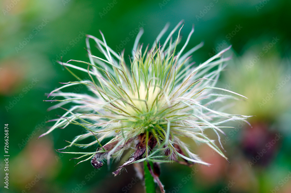 SONY DSC
Close up faded blossom of Basque flower
SONY DSC
Close up faded blossom of Basque flower