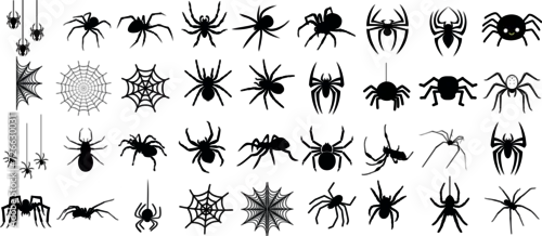 Obraz Spider vector illustration, collection of different spider types, isolated on white background. for web design, educational projects, Halloween decorations, or any other creative use, arachnids.