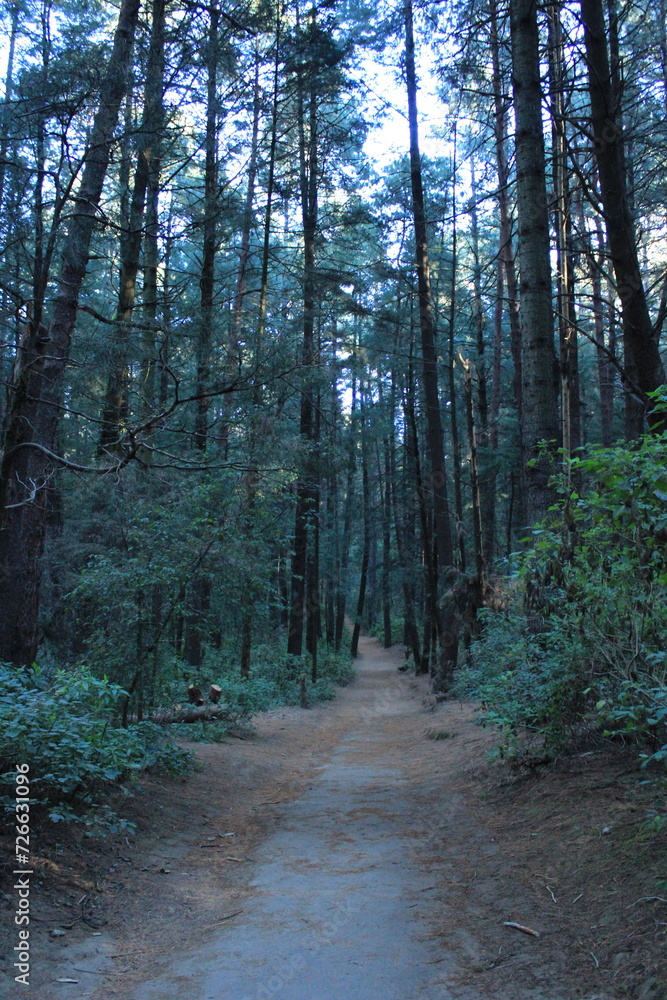 Obraz premium Trees in the woods