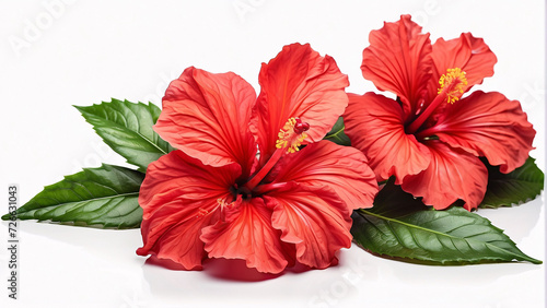 bright large red hibiscus flower and leaf isolated on white background