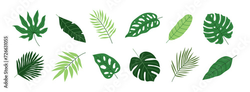 Tropical summer plants on a white background