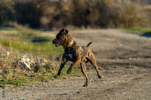 A brown and black villain dog running towards the camera on a path in the countryside.