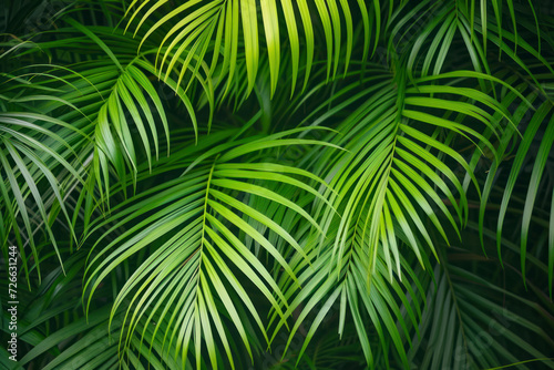 Tropical palm leaf background, a lush and tropical scene showcasing vibrant palm leaves.