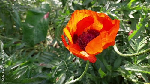 Red poppy grows in the garden. A poppy flower sways in the wind on a Sunny summer day.