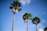 Zdjęcie palmy na Teneryfie, Wyspa Kanaryjska
