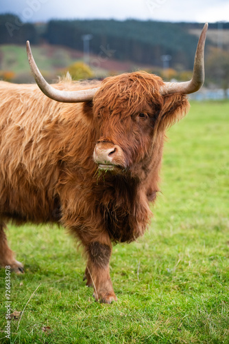 Portret krowy wyżynnej szkockiej, Szkocja