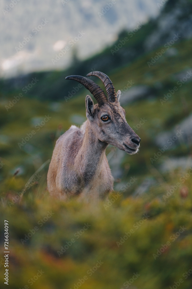 Portret kozła we francuskich alpach Portret kozła we francuskich alpach