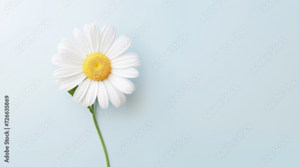 Chamomile on a light blue background. Close up. Copy space. 