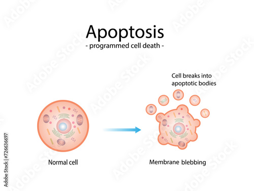 Apoptosis. Programmed cell death. Aging process in cells. Stages of apoptosis, normal cell, shrinkage, membrane blebbing, cell breaks into apoptotic bodies and phagocytosis. vector illustration.
