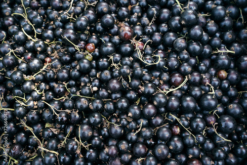 harvest of ripe black currants. bunch of black berries at a local market as a background or food texture. © Andrii