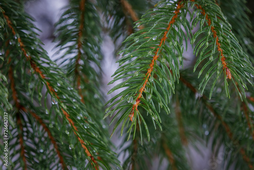 Dew Dropped Pine