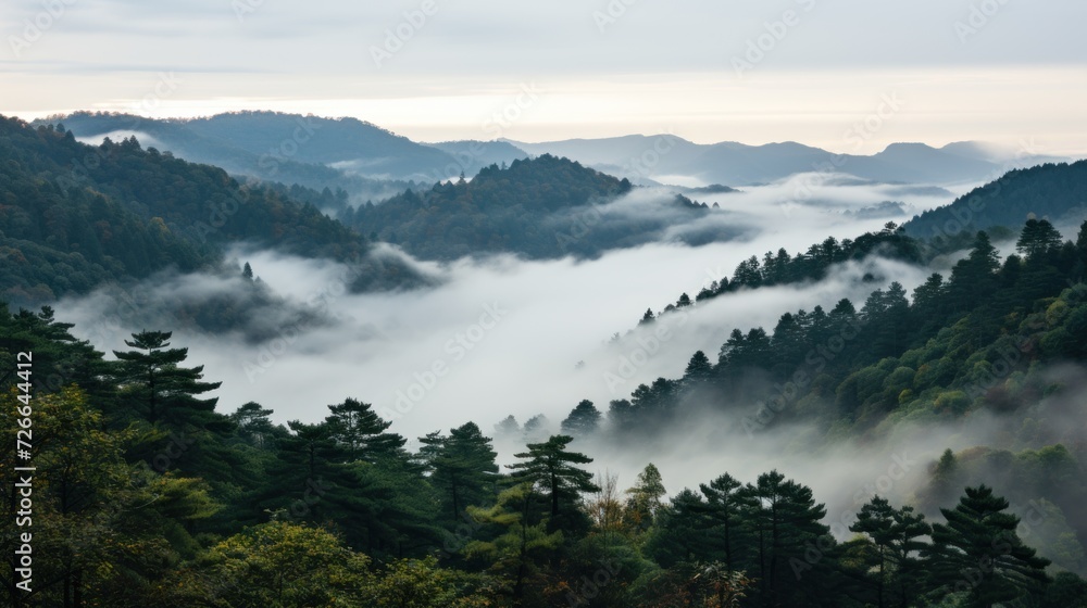 Wild naure fog and mist on the top of mountain forest UHD wallpaper Wild naure fog and mist on the top of mountain forest UHD wallpaper
