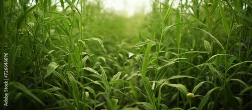 Cultivation of tigernuts in Valencia amidst tall green grasses. photo