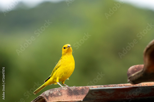 Canario da Terra, bird of the Brazilian fauna. In Sao Paulo, SP. Beautiful yellow bird