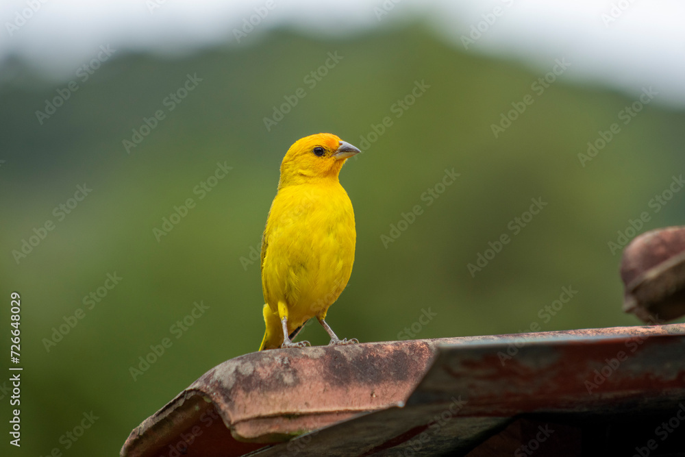 Canario da Terra, bird of the Brazilian fauna. In Sao Paulo, SP. Beautiful yellow bird Canario da Terra, bird of the Brazilian fauna. In Sao Paulo, SP. Beautiful yellow bird