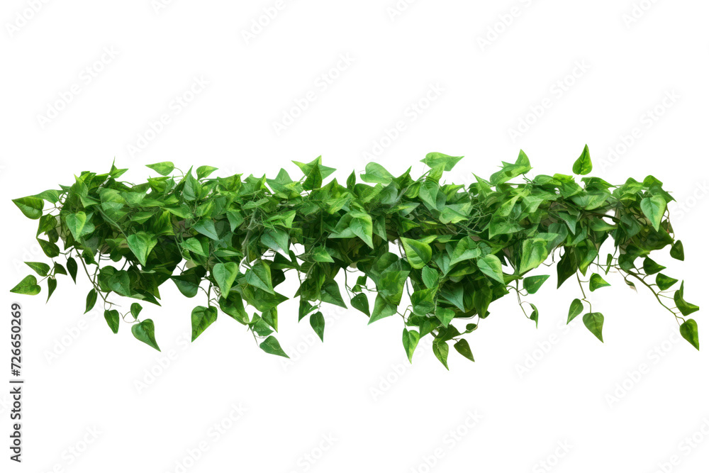 Shrubs, vines of popular tropical plants, creepers, isolated on white transparent background. Shrubs, vines of popular tropical plants, creepers, isolated on white transparent background.